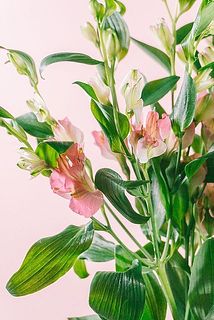 ブライズメイド