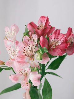 普通咲きのアルストロメリアは淡いピンクまたは濃いめピンクのいずれかでお届けします。