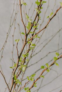 金葉（きば）でまり