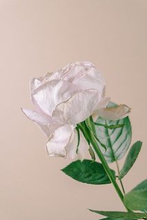 縁が茶色く見えますが特性です。