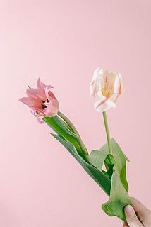 開花が進んでいるものがございます。