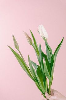 蕾の硬い状態でお届けする品種がございます。