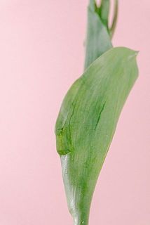 一部、葉が傷ついていたり変色している場合がございます。