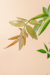 新芽は赤っぽい色味をしています。品質には問題ございませんのでご安心ください。