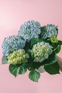 色味には個体差がございます。