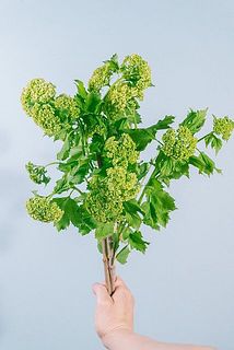 花付き、大きさには個体差があります。