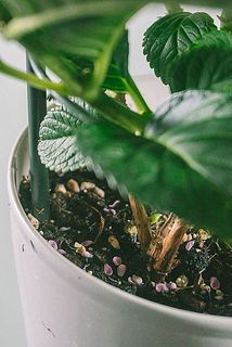 花芽が落ちている場合がございます。