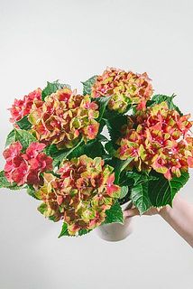 色味には個体差があります。