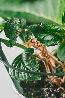 一部、葉に傷がある場合がございます。