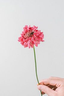 テラ510（試作品種）