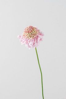 フリフリハルル