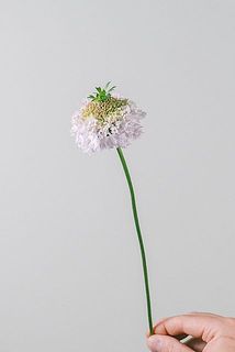 フリフリコノハ