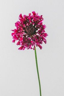 テラグランワイン