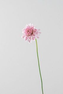 テライチゴミルク