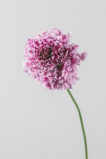 フリフリヒラリ