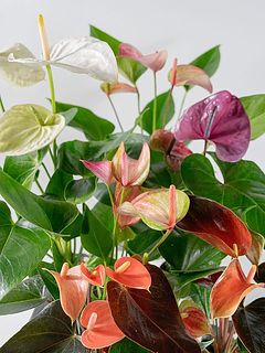 どの種類が届くかはお楽しみに！