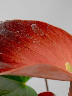 カルキ跡がついていることも。気になる場合は濡れたふきんなどで優しく拭き取ってください。