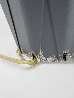 一部根っこが鉢から出ていることがございます。