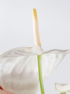 一部傷や変色がある場合がございます。