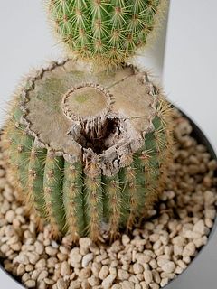 穴がある場合がございます。ご了承ください。