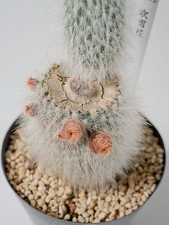 カット部分が割れていることがございます。