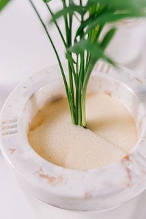 スポンジに植っていて土入らず！