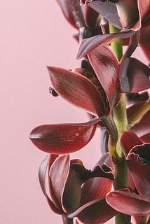 一部、花びらに傷がある場合がございます。