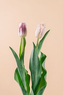 色味には個体差があります。