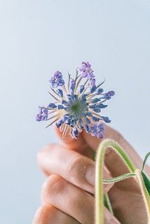 開花した姿が可愛い。