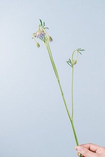 枝ぶりや、大きさには個体差がございます。