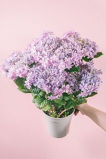 色味には個体差があります。