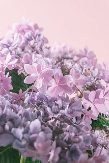 星のような花姿が可愛い。