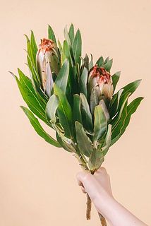 大きさには個体差があります。