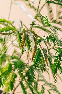 一部、変色している場合があります。