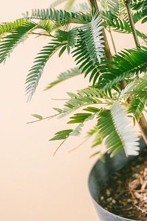 一部、葉が欠けている場合があります。