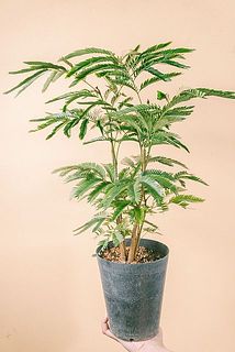 枝ぶり、大きさには個体差があります。