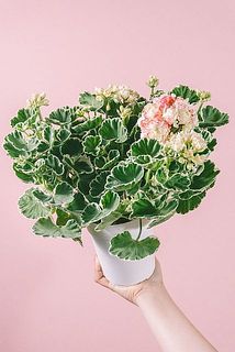 花付き、開花具合には個体差があります。