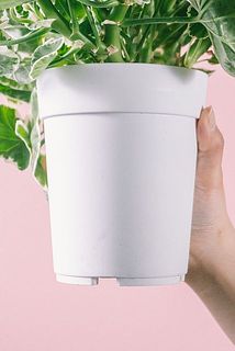 一部、鉢に汚れがある場合がございます。