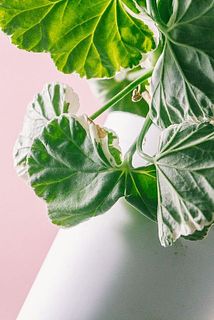 一部、葉が変色している場合がございます。