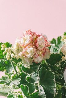 色味には個体差があります。