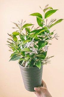 花付き、開花具合には個体差があります。