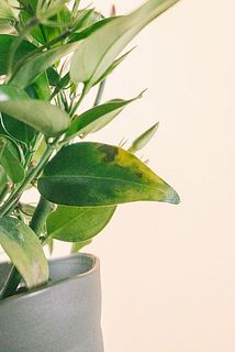 一部、葉に傷や欠けがある場合がございます。