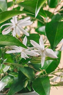 開花している花には傷がある場合がございます。
