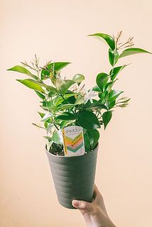 枝ぶりには個体差があります。