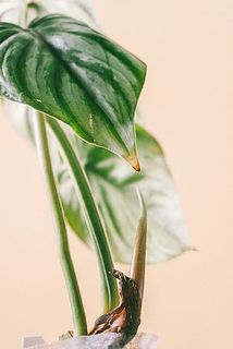 一部、葉に変色や欠けがある場合がございます。