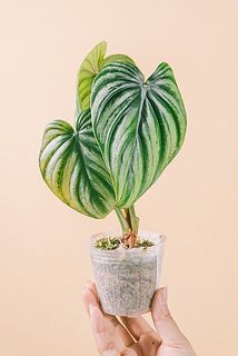 葉付きや、大きさには個体差があります。