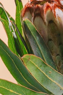 輸入品のため入荷の際、葉が茶色くなっていることがございます。品質には問題ございませんが、気になる場合は優しく取り除いてあげましょう。