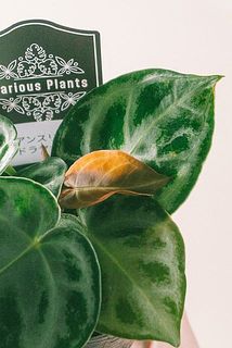 新芽は色が薄い茶色になっています。