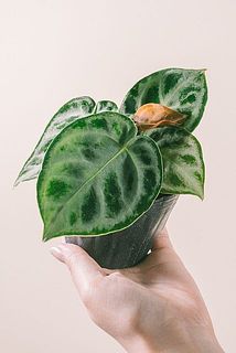 葉付き、大きさには個体差があります。