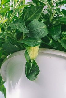 一部、葉に変色や傷がある場合がございます。